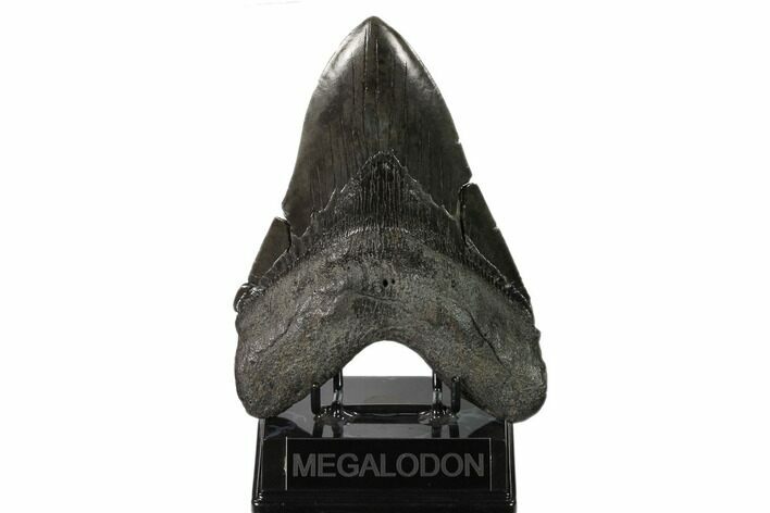 Fossil Megalodon Tooth - Massive Meg Tooth! #160421